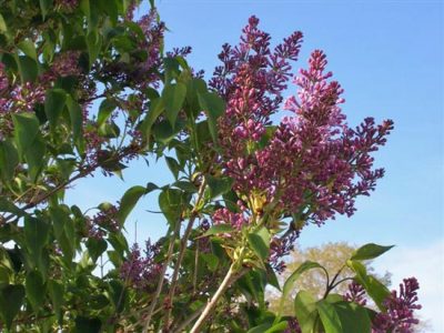 Lilac-Scented Mother's Day Memories Image